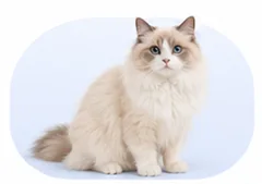 Medium/long-haired cat, bath and haircut