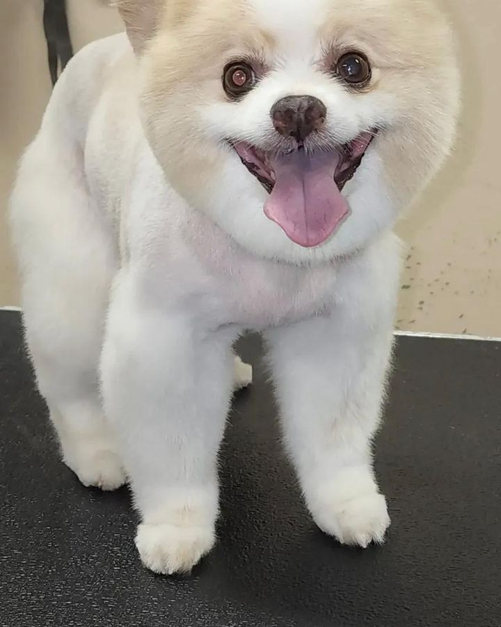 Smiling white Pomeranian with a fresh cut