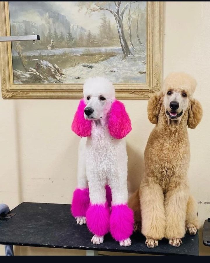 Two standard poodles after grooming, one with pink fur coloring