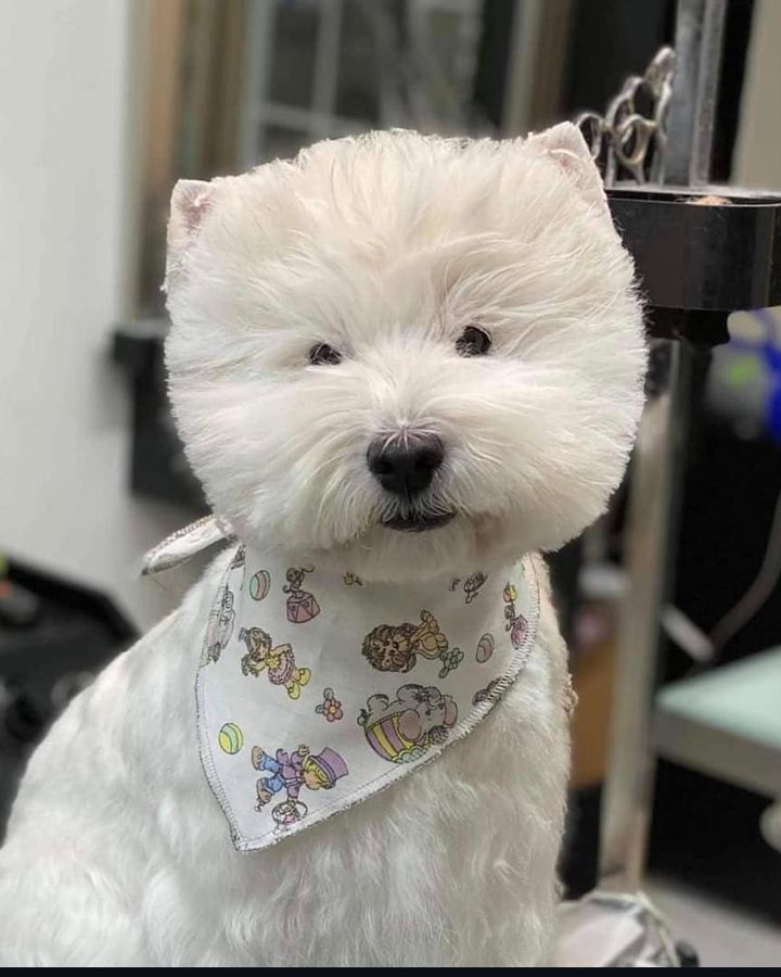 West Highland terrier with a bandana after grooming