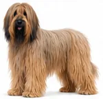 Briard