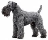 Kerry Blue Terrier