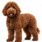 Labradoodle