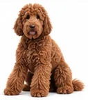 Standard Poodle Mix
