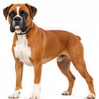 Boxer