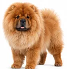 Chow Chow