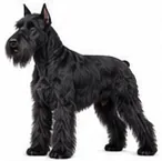 Giant Schnauzer