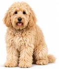 Goldendoodle