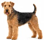 Airedale Terrier