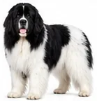 Newfoundland