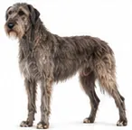 Irish Wolfhound