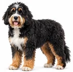 Bernedoodle