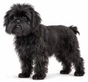 Affenpinscher
