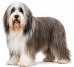 Bearded Collie