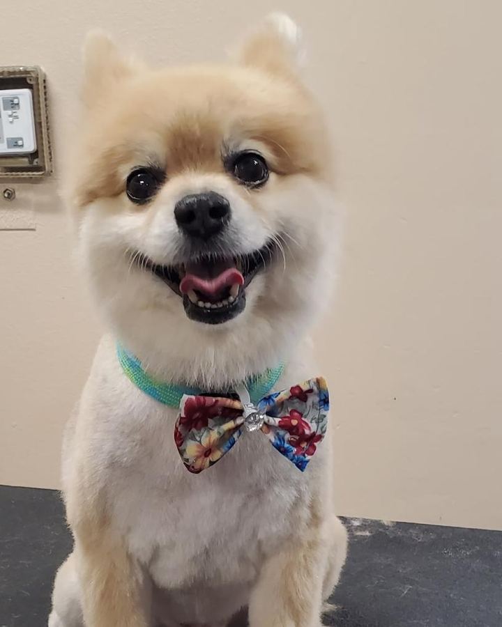 Smiling Pomeranian with a floral bow after a full groom