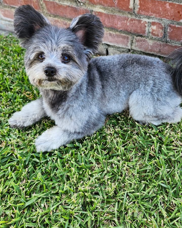 Small gray dog with a fresh haircut lying on the grass