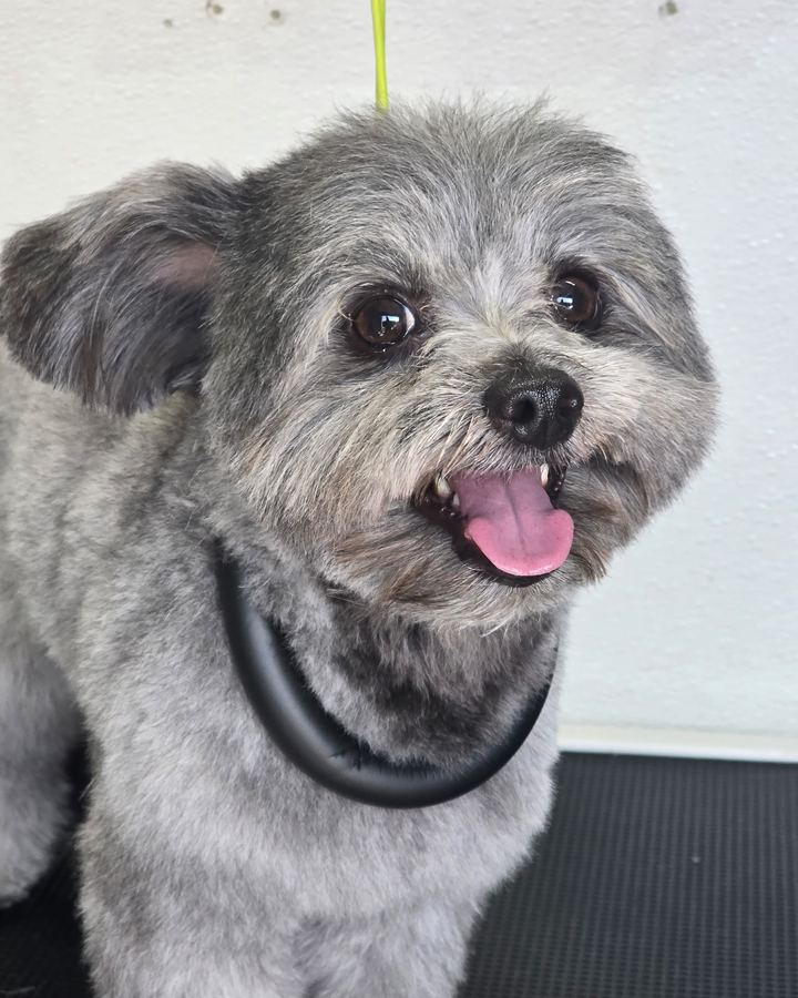 Happy gray dog on the grooming table inside Ortega's van