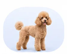 Apricot standard poodle