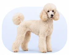 Cream standard poodle